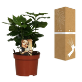 Caféier Arabica - Ø12cm - ↕25cm Everspring