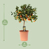 Calamondin aux agrumes - Ø22cm - ↕80cm Everspring