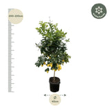 Calamondin (Citrus mitis) 200cm - ø40 - GREEN OASIS - SHOP
