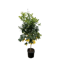 Calamondin (Citrus mitis) 200cm - ø40 - GREEN OASIS - SHOP