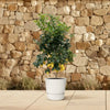 Calamondin (Citrus mitis) 200cm - ø40 - GREEN OASIS - SHOP