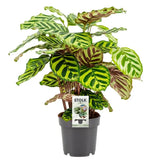 Calathea Makoyana - Ø14cm - ↕45cm Everspring