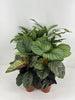 Calathea Mix P14cm Everspring