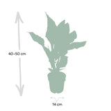 Calathea Ornata - Ø14cm - ↕50cm Everspring