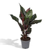 Calathea Ornata - Ø14cm - ↕50cm Everspring
