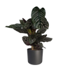 Calathea Ornata - Ø19cm - ↕75cm Everspring