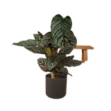 Calathea Ornata - Ø19cm - ↕75cm Everspring