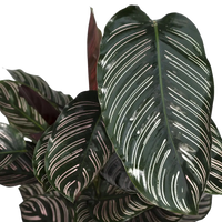 Calathea Ornata - Ø19cm - ↕75cm Everspring