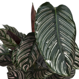 Calathea Ornata - Ø19cm - ↕75cm Everspring