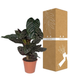 Calathea Ornata - Ø19cm - ↕75cm Everspring