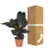 Calathea Ornata - Ø19cm - ↕75cm Everspring