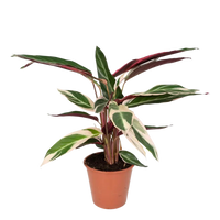 Calathea Triostar - Plante Paon - Ø19cm - ↕70cm Everspring