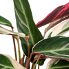 Calathea Triostar - Plante Paon - Ø19cm - ↕70cm Everspring