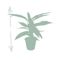 Calathea Triostar - Plante Paon - Ø19cm - ↕70cm Everspring