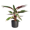 Calathea Triostar - Plante Paon - Ø19cm - ↕70cm Everspring