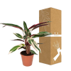 Calathea Triostar - Plante Paon - Ø19cm - ↕70cm Everspring