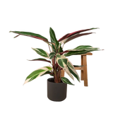 Calathea Triostar - Plante Paon - Ø19cm - ↕70cm Everspring