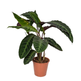 Calathea Warscewiczii - Plante paon - Ø19cm - ↕70cm Everspring