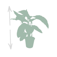 Calathea Warscewiczii - Plante paon - Ø19cm - ↕70cm Everspring