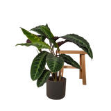 Calathea Warscewiczii - Plante paon - Ø19cm - ↕70cm Everspring