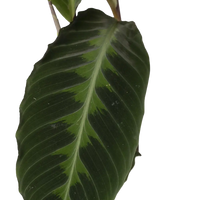 Calathea Warscewiczii - Plante paon - Ø19cm - ↕70cm Everspring