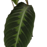 Calathea Warscewiczii - Plante paon - Ø19cm - ↕70cm Everspring