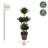 Carrousel Dracaena Compacta - 130 cm - ø31 Everspring