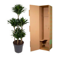 Carrousel Dracaena Compacta - 130 cm - ø31 Everspring