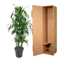 Carrousel Dracaena Hawaiiana - 150 cm - ø31 Everspring
