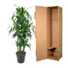 Carrousel Dracaena Hawaiiana - 150 cm - ø31 Everspring