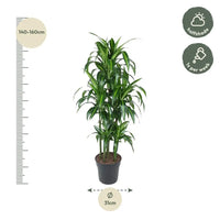 Carrousel Dracaena Hawaiiana - 150 cm - ø31 Everspring