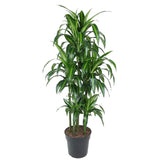 Carrousel Dracaena Hawaiiana - 150 cm - ø31 Everspring