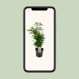 Chamaedorea Elegans - Ø17cm - ↕50cm Everspring