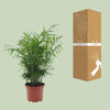 Chamaedorea Elegans - Ø17cm - ↕50cm Everspring