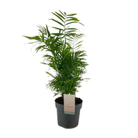 Chamaedorea Elegans - Ø17cm - ↕50cm Everspring