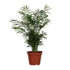 Chamaedorea Elegans - Ø17cm - ↕55cm Everspring