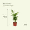 Chamaedorea Elegans (Palmier de montagne mexicain) - 2 pièces - Ø17cm - ↕55cm Everspring