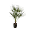 Chamaerops Humilis op stam - 160 cm - Ø24cm - GREEN OASIS - SHOP