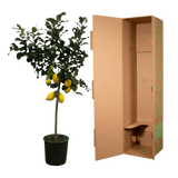 Citrus Lemon (Citronnier) - 150 cm - Ø24cm - GREEN OASIS - SHOP