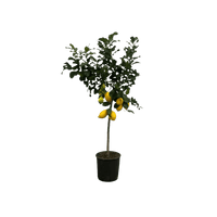 Citrus Lemon (Citronnier) - 150 cm - Ø24cm - GREEN OASIS - SHOP