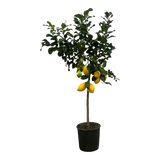 Citrus Lemon (Citronnier) - 150 cm - Ø24cm Everspring