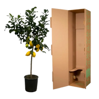 Citrus Lemon (Citronnier) - 150 cm - Ø24cm Everspring