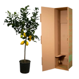 Citrus Lemon (Citronnier) - 150 cm - Ø24cm Everspring