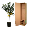 Citrus Lemon (Citronnier) - 150 cm - Ø24cm Everspring