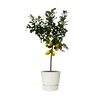 Citrus Lemon (Citronnier) - 150 cm - Ø24cm Everspring