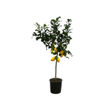 Citrus Lemon (Citronnier) - 150 cm - Ø24cm Everspring