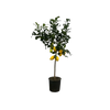 Citrus Lemon (Citronnier) - 150 cm - Ø24cm Everspring