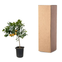 Citrus Pompelmo - 150 cm - ø40 Everspring