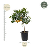 Citrus Pompelmo - 150 cm - ø40 Everspring
