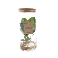 Clusia en tube de verre moyen - Ø12cm - ↕30cm Everspring